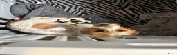 Jack Russell dogs for sale: Beautiful long haired Jack Russell puppies  - Advert 3