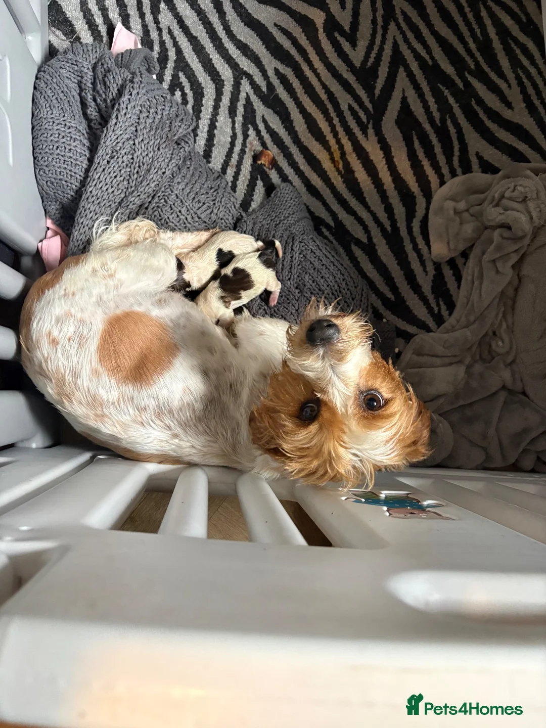 Jack Russell dogs for sale: Beautiful long haired Jack Russell puppies  - Advert 3