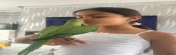 Ringnecks birds for sale: Hand reared Indian Ringneck’s  - Advert 4