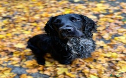 Cocker Spaniel dogs for sale: Working cocker spaniels  - Advert 1