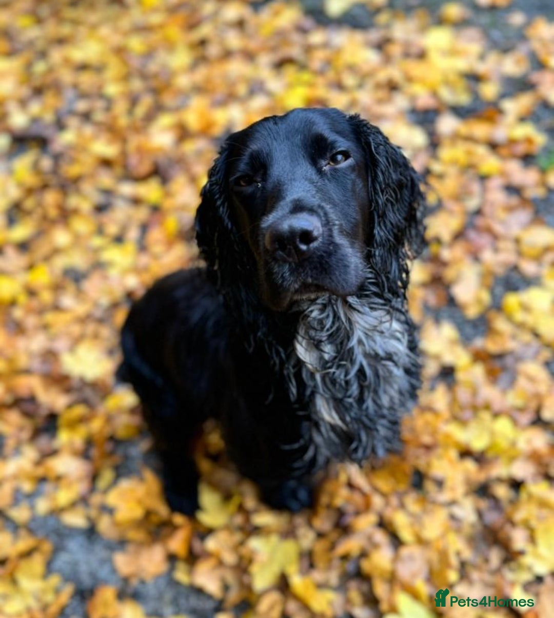 Cocker Spaniel dogs for sale: Working cocker spaniels  - Advert 1