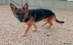 Mixed Breed dogs for adoption: 8 years in chains 😭 🚨 urgent in Hengoed - Image 2