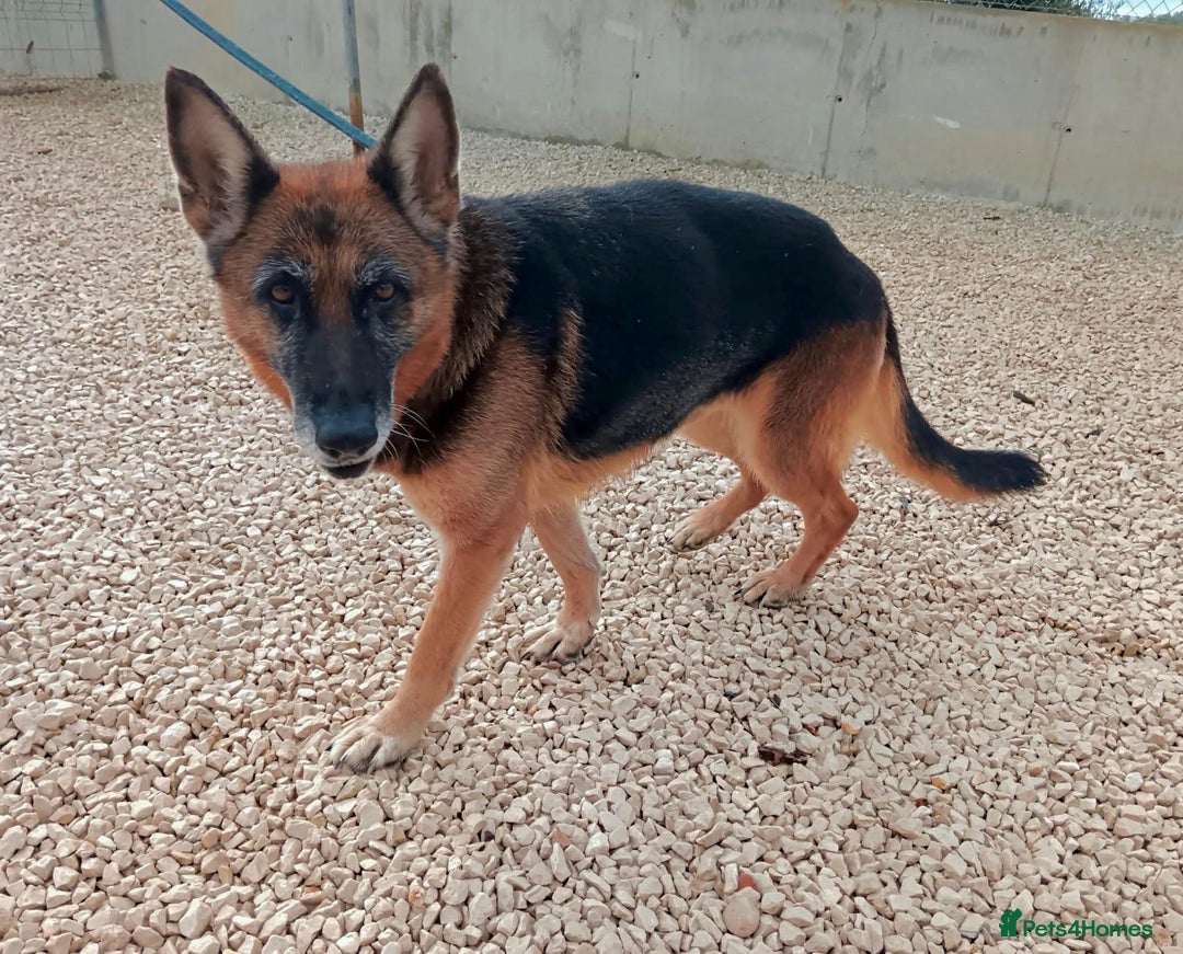 Mixed Breed dogs for adoption: 8 years in chains 😭 🚨 urgent in Hengoed - Image 2