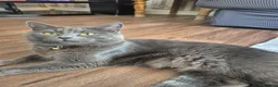 Mixed Breed cats for sale: 2 male tabby kittens - Advert 8