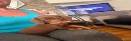Miniature Dachshund dogs for sale: Smooth haired miniature Daschund babies in Liverpool - Advert 17