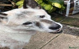 Akita dogs for adoption: Niko needs you! - Image 2