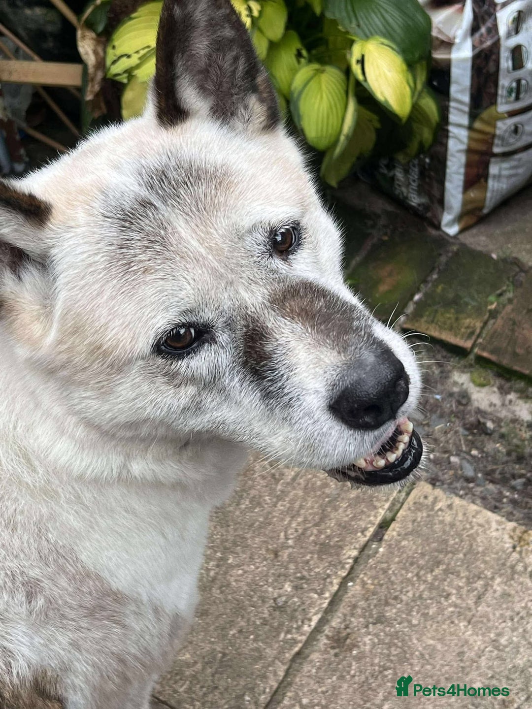Akita dogs for adoption: Niko needs you! - Image 2
