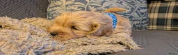 Cavapoo dogs for sale: Cavapoo puppies for sale - Advert 30
