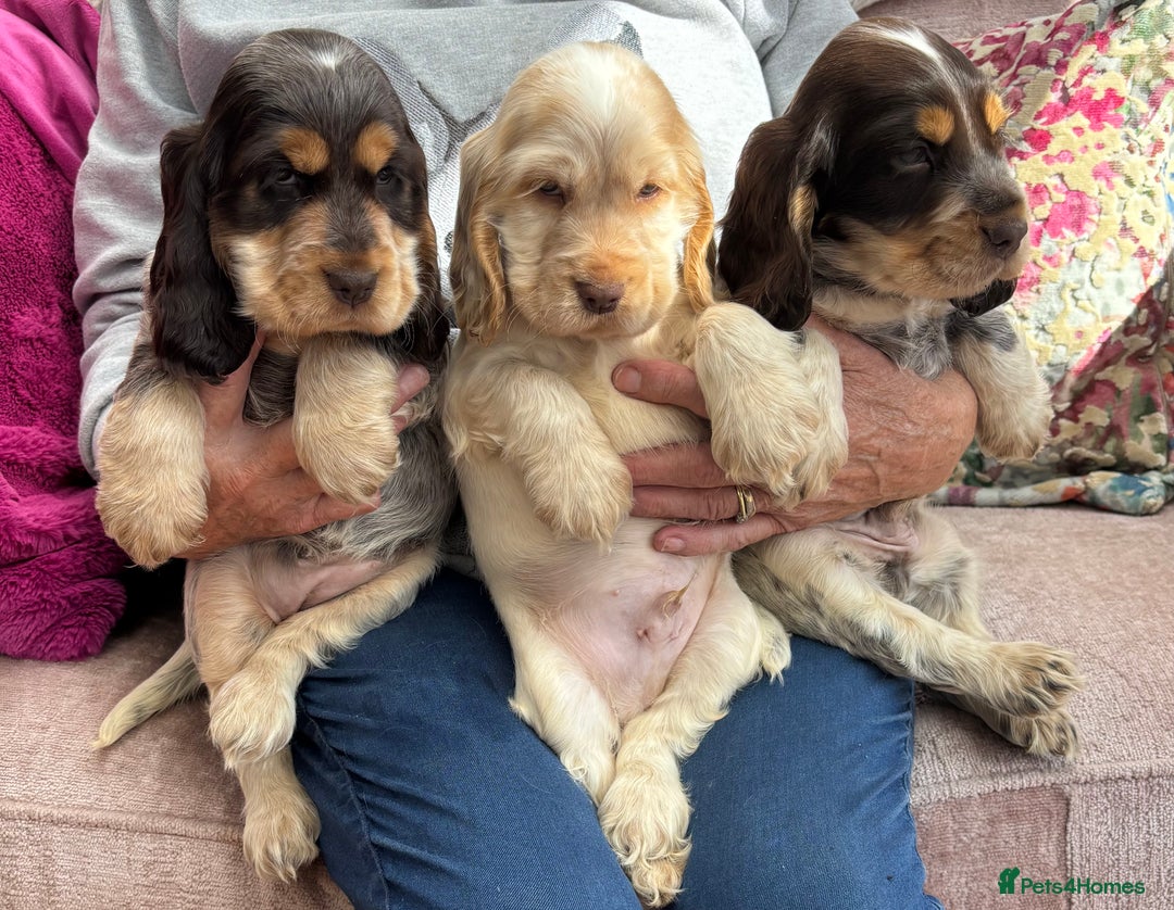 Cocker Spaniel dogs for sale: Outstanding show cocker pups - Image 30