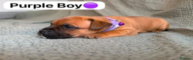 Purple Boy