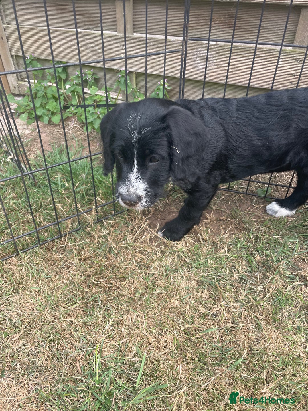 Mixed Breed dogs for sale: Last girl Ready to go Rare Dalmadoodle puppies 🏡 - Image 6