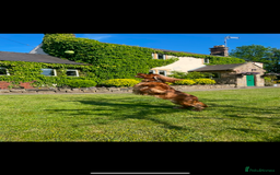 Cocker Spaniel dogs for sale: Lovely natured spaniel puppies - Image 21