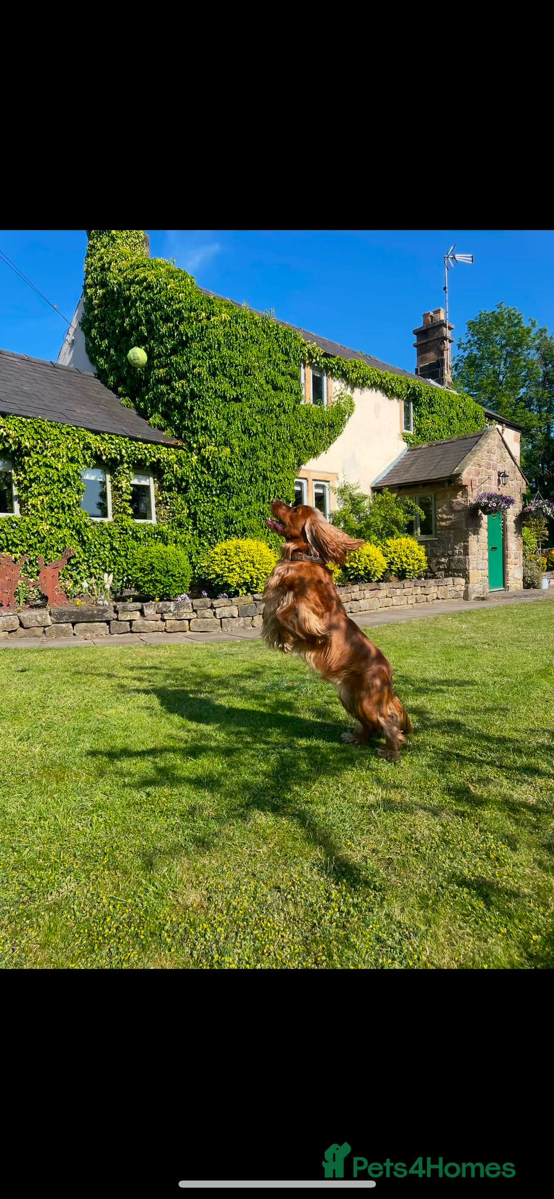 Cocker Spaniel dogs for sale: Lovely natured spaniel puppies - Image 21