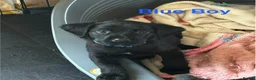 Cockerdor dogs for sale: Cockerdor Labrador Cocker spaniel puppies puppy  in Blackburn - Advert 38