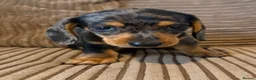 Miniature Dachshund dogs for sale: Mini dachshund males  - Advert 5