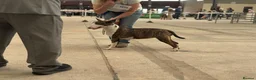Bull Terrier dogs for sale: Kc reg bull terrier - Advert 3
