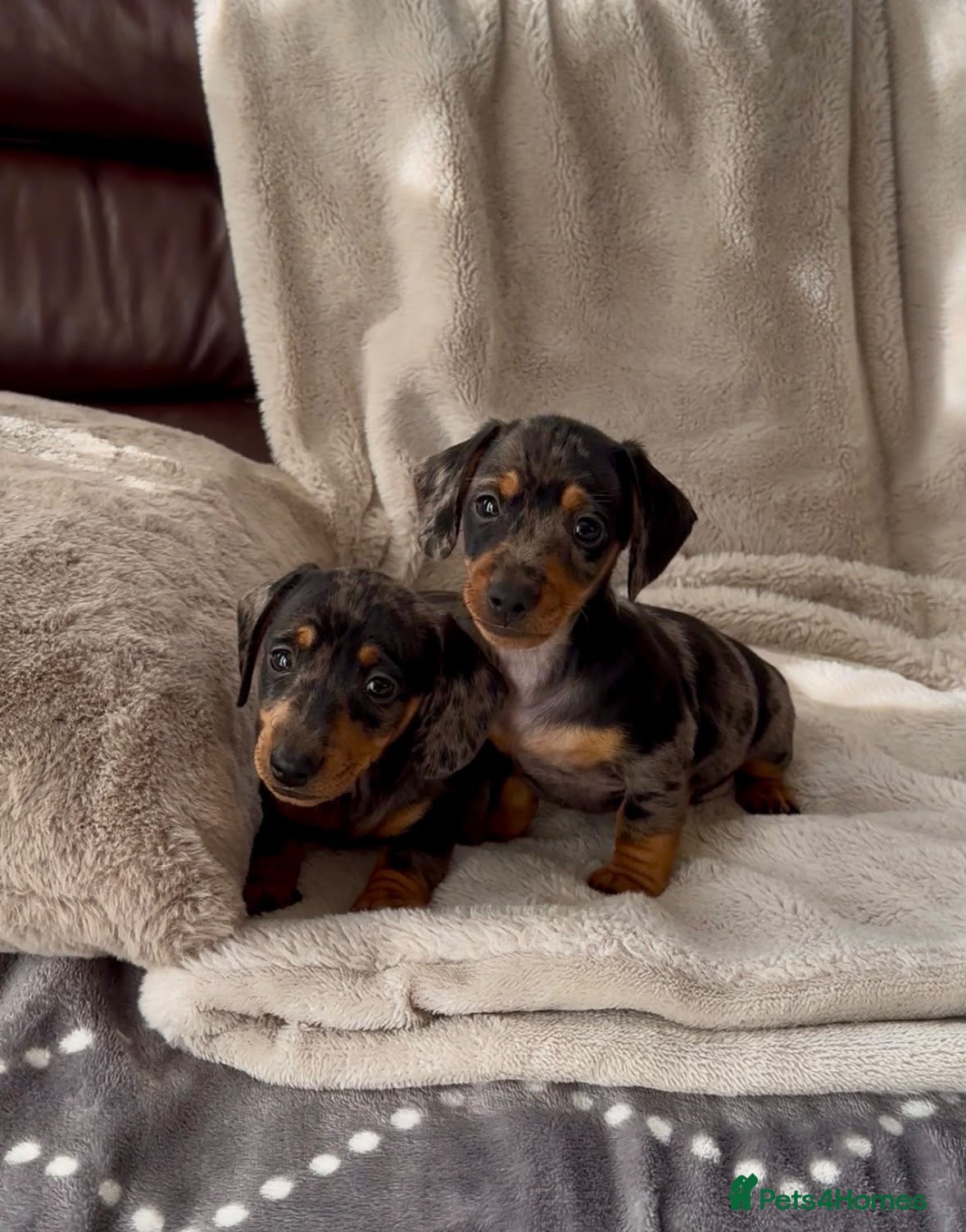 Miniature Dachshund dogs Miniature Dachshund KC Registered - Advert 1