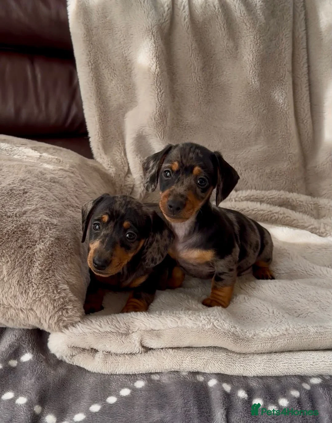 Miniature Dachshund dogs for sale: Miniature Dachshund KC Registered - Advert 1
