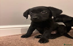 Labrador Retriever dogs for sale: Fabulous Labrador puppies  - Advert 3