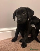 Labrador Retriever dogs Fabulous Labrador puppies - Advert 6