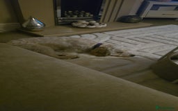 Mixed Breed dogs for sale: Well behaved 18 month old cockerpoo for rehoming  - Advert 1