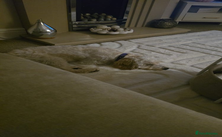 Mixed Breed dogs Well behaved 18 month old cockerpoo for rehoming  - Advert 11