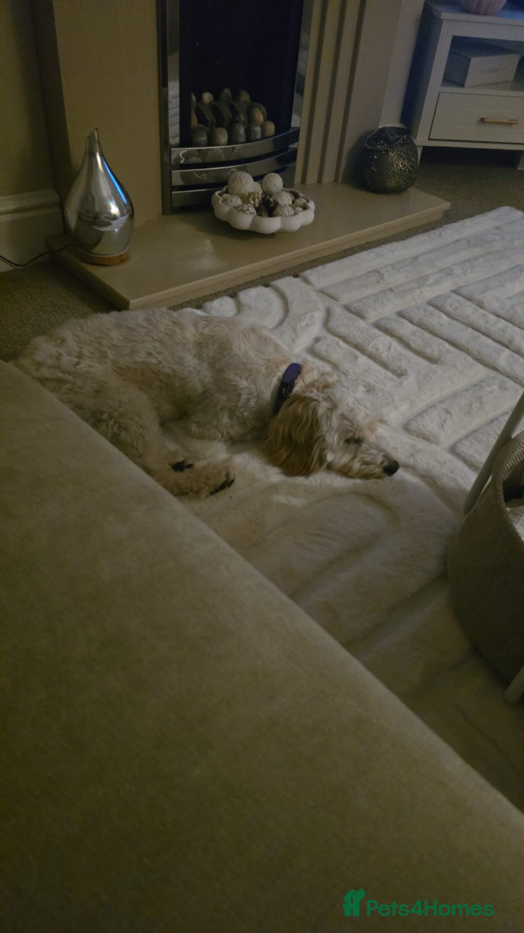 Mixed Breed dogs for sale: Well behaved 18 month old cockerpoo for rehoming  - Advert 1