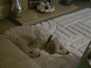 Mixed Breed dogs for sale: Well behaved 18 month old cockerpoo for rehoming - Advert 1