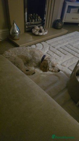 Mixed Breed dogs Well behaved 18 month old cockerpoo for rehoming - Advert 5