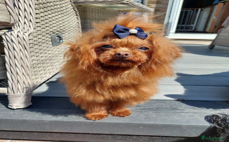 Toy Poodle dogs - Advert 2