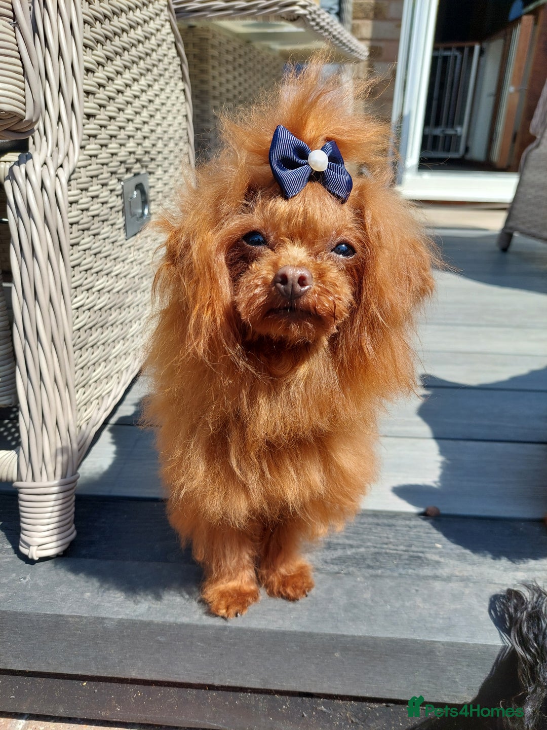 Toy Poodle dogs for sale: Full Asian poodle  - Image 1
