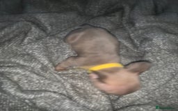 French Bulldog dogs for sale: REDUCED!!🥰Ready SOON 🐾 French bulldog puppies - Image 20