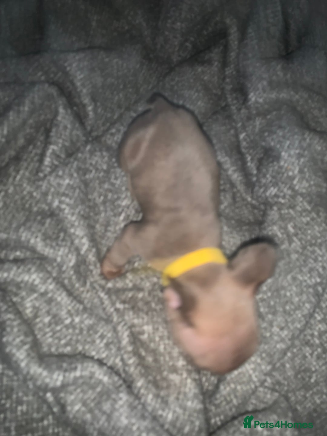 French Bulldog dogs for sale: REDUCED!!🥰Ready SOON 🐾 French bulldog puppies - Image 20