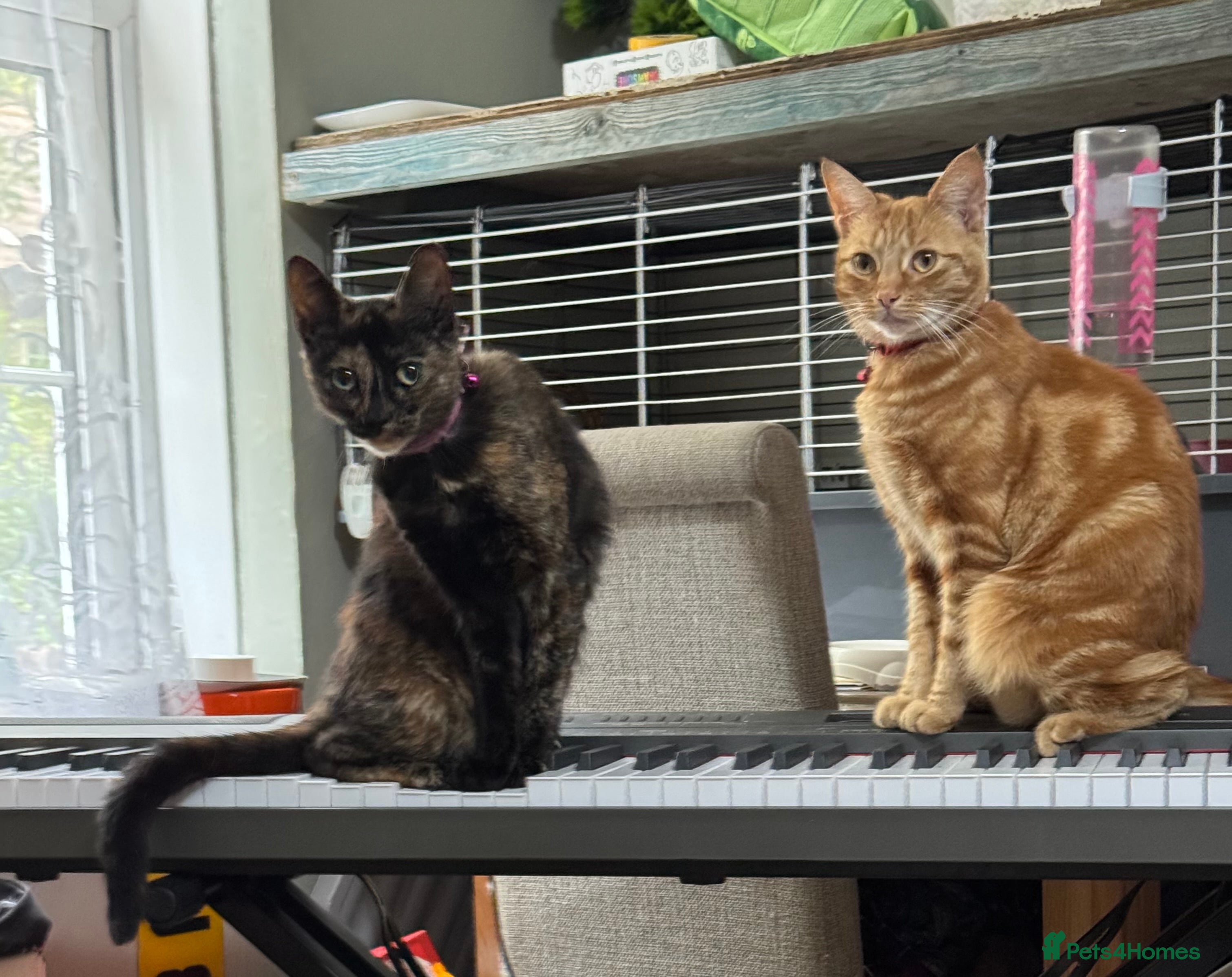 Mixed Breed cats Rehousing due to difficult circumstances  - Advert 1