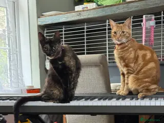 Mixed Breed cats Rehousing due to difficult circumstances - Advert 1