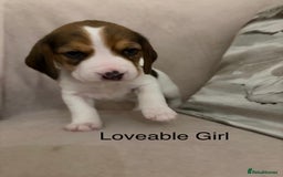 Beagle dogs for sale: Adorable Puppies - Advert 6