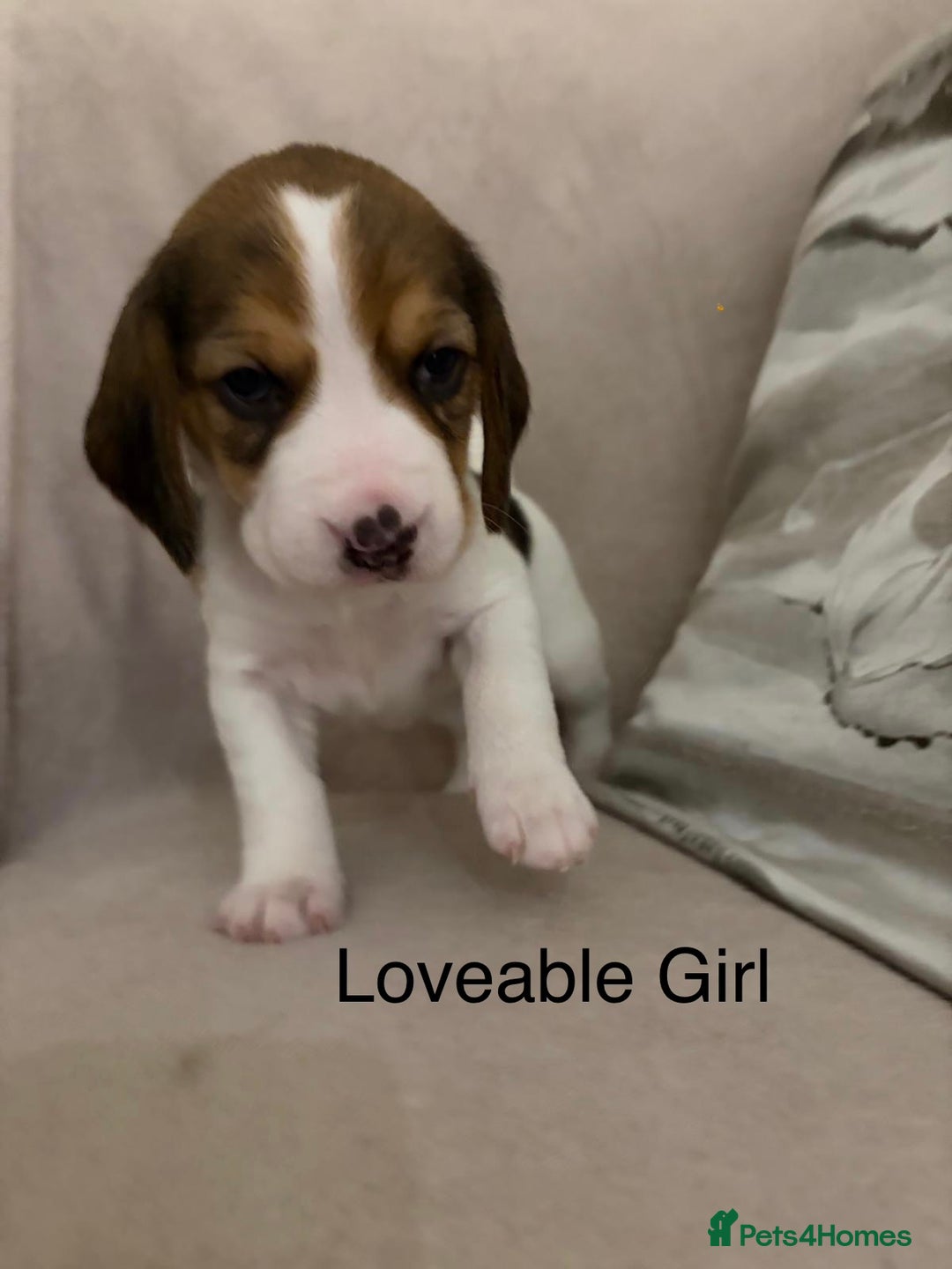 Beagle dogs for sale: Adorable Puppies - Advert 6