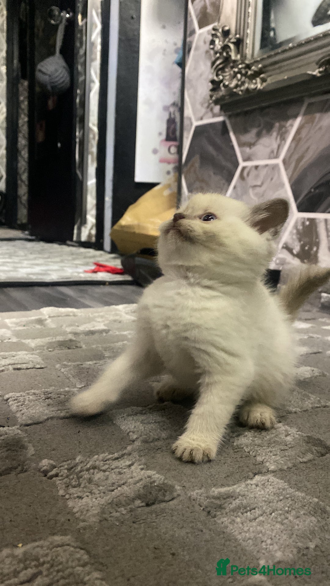 Ragdoll cats for sale: Ragdoll x British shorthair  - Image 15
