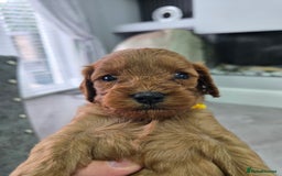 Cavapoo dogs for sale: cavapoo puppies - Image 10