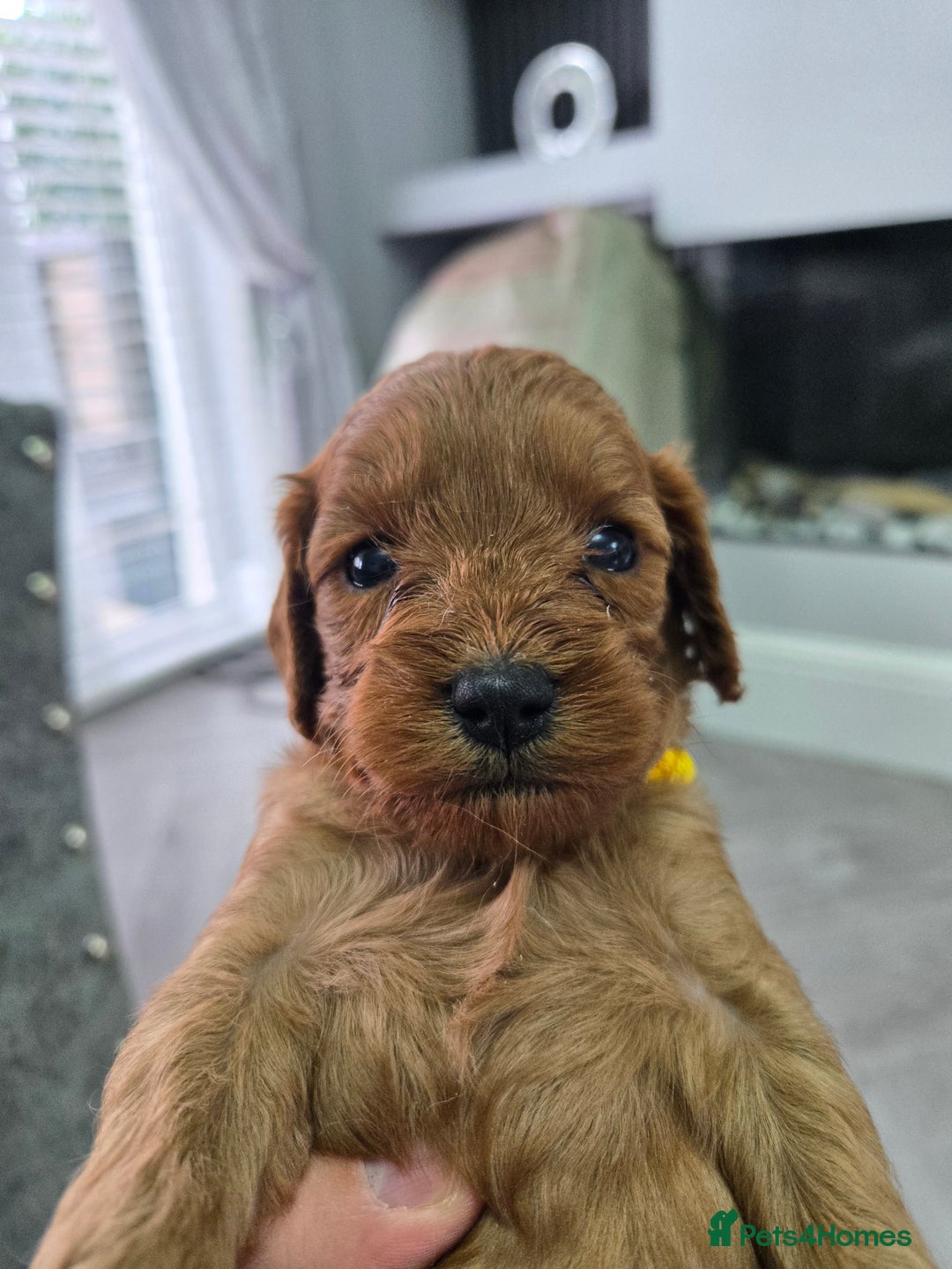 Cavapoo dogs for sale: cavapoo puppies - Image 10