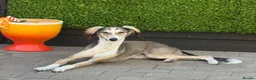 Lurcher dogs for sale: Lurcher for sale 15months old  in Cambridge - Advert 1