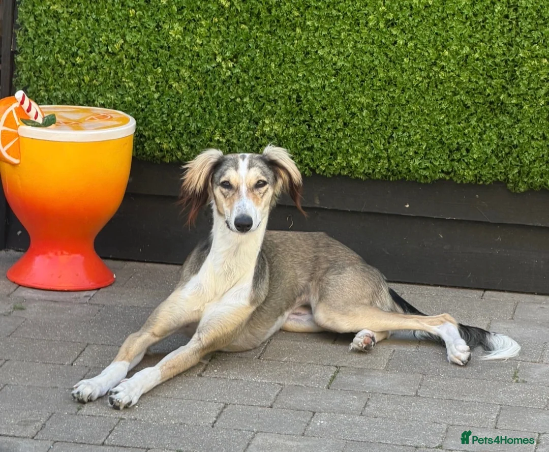 Lurcher dogs for sale: Lurcher for sale 15months old  in Cambridge - Advert 1