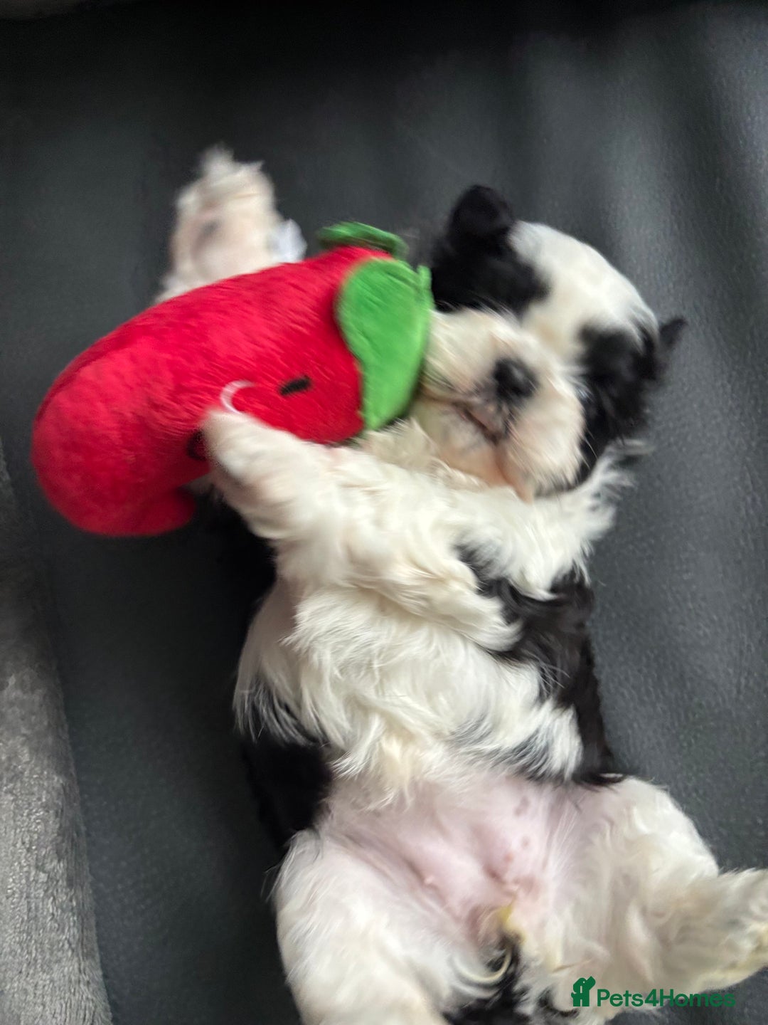 Shih Tzu dogs for sale: 💖 Imperial Shih Tzu Puppies 2 boys and 2 girls - Advert 13