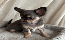 Chihuahua dogs for sale: XXS Tiny Chihuahua Long,Last Girl,Merle Blue Eye - Image 9
