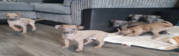 Italian Greyhound dogs for sale: Quality KC Registered Italian Greyhound puppies - Advert 2