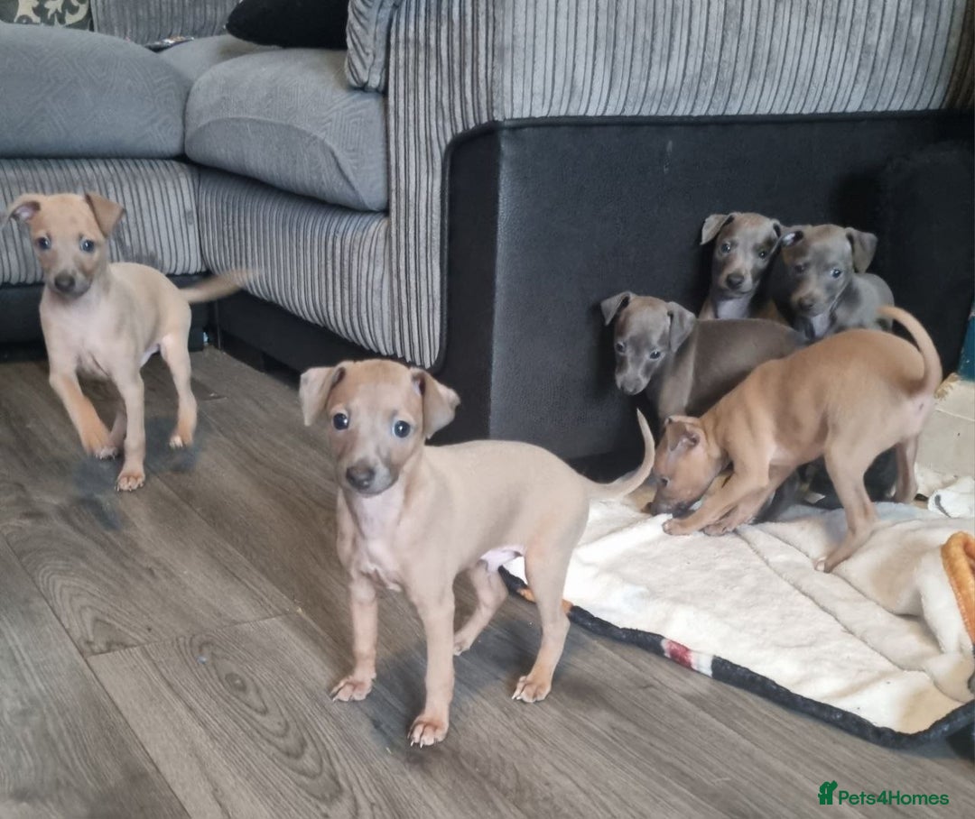 Italian Greyhound dogs for sale: Quality KC Registered Italian Greyhound puppies - Advert 2