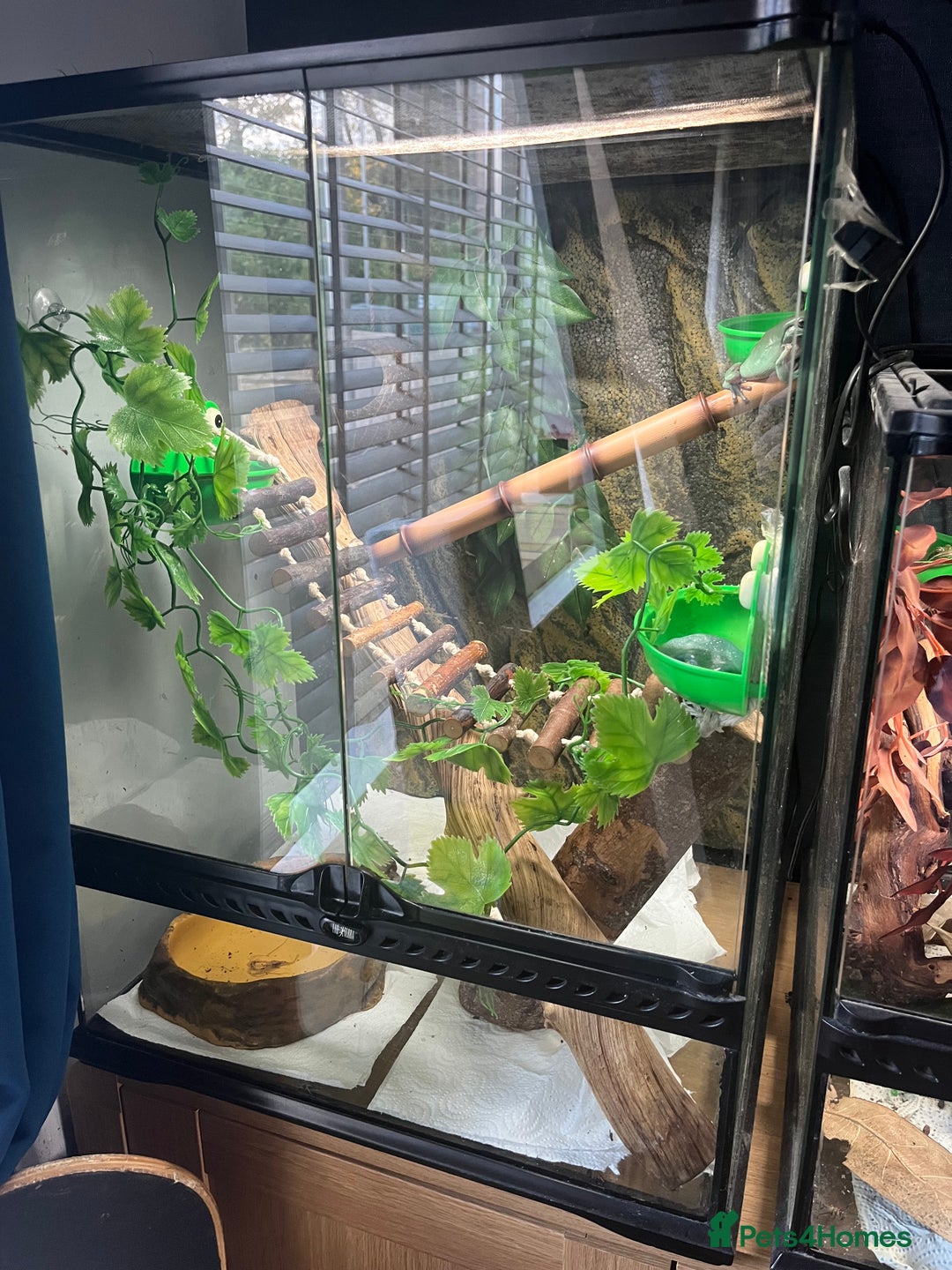 Frog reptiles for sale: Whites tree frog x2 and one tree frog - Image 5