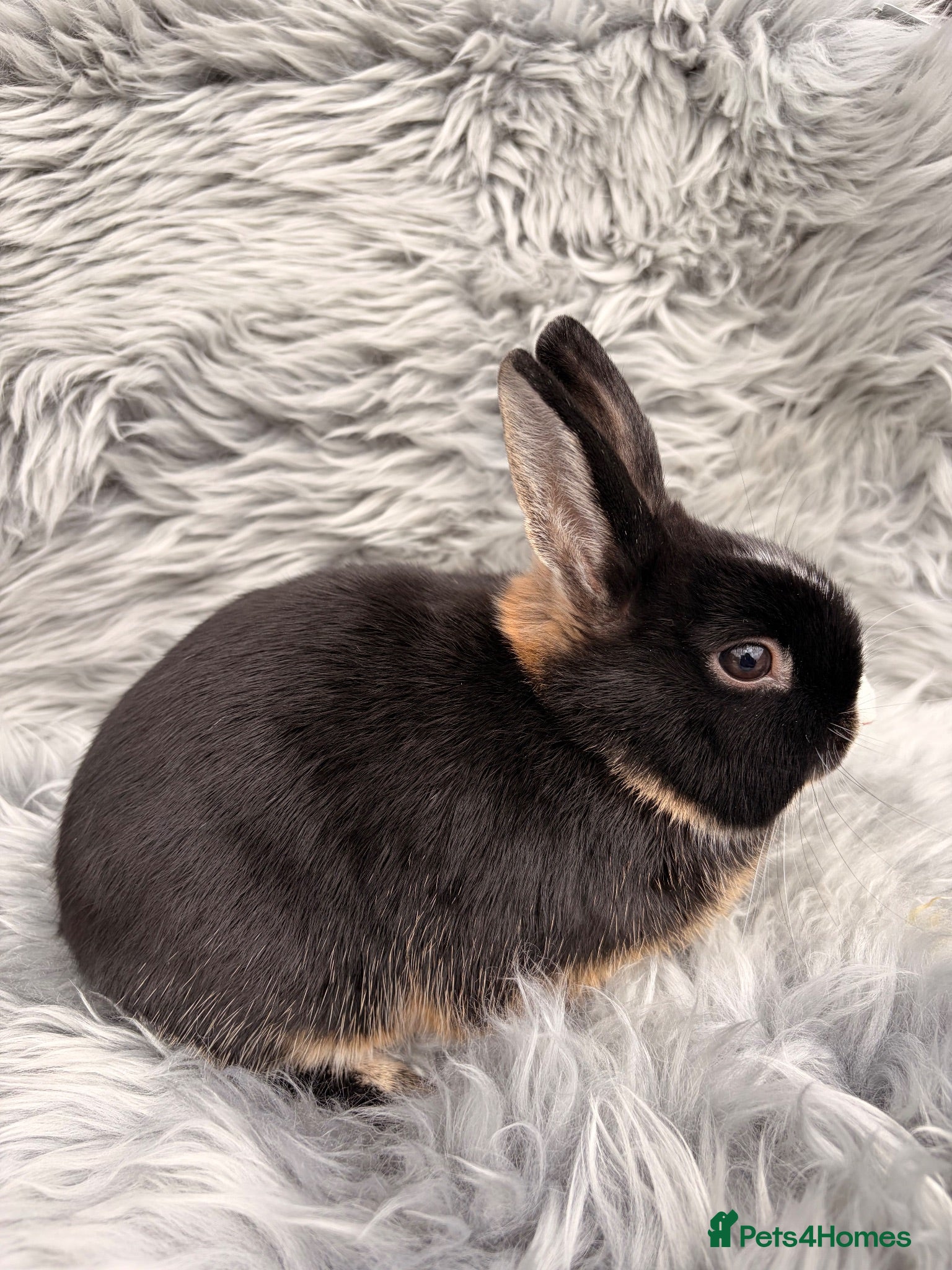 Netherland Dwarf rabbits Netherland Dwarf Kits For Sale - Advert 1