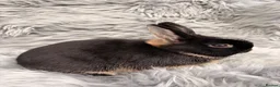 Netherland Dwarf rabbits for sale: Netherland Dwarf Kits For Sale - Advert 1