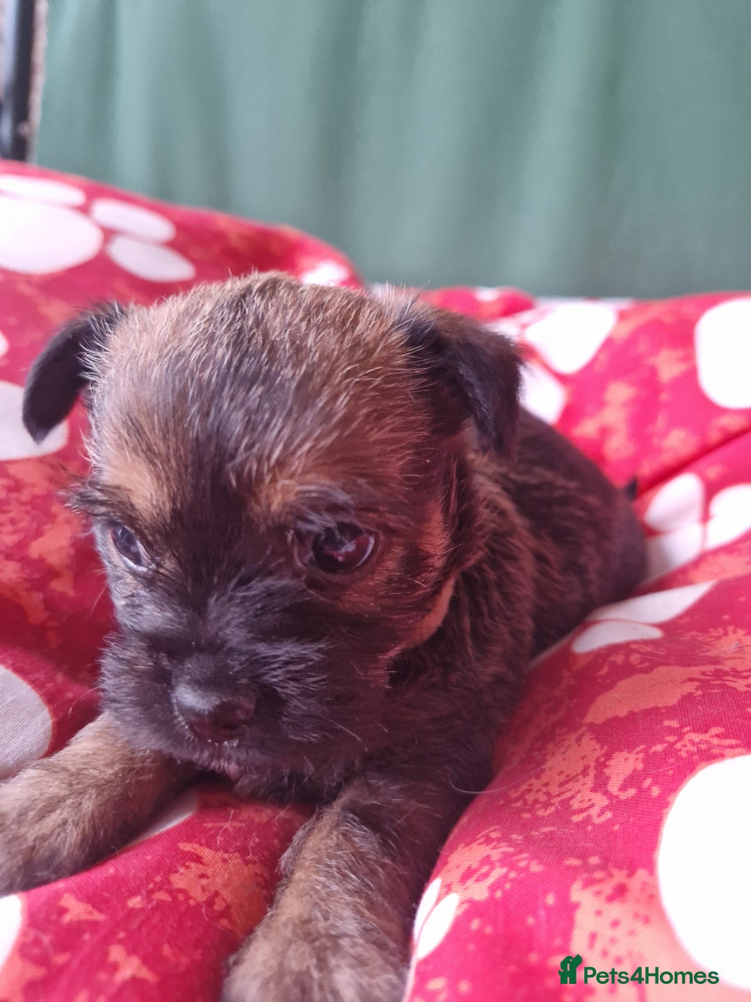 Mixed Breed dogs for sale: Puppies - Image 11